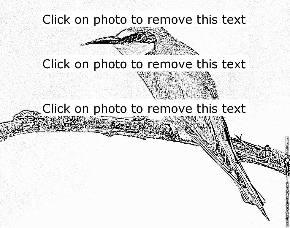 European Bee-eater coloring #16, Download drawings