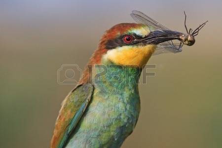 European Bee-eater coloring #12, Download drawings