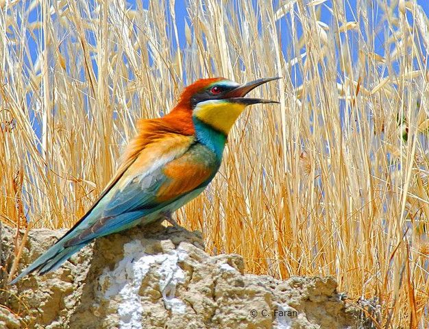 European Bee-eater coloring #14, Download drawings