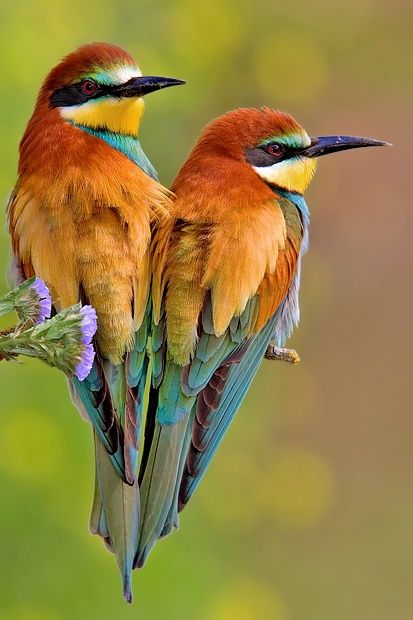 European Bee-eater coloring #9, Download drawings