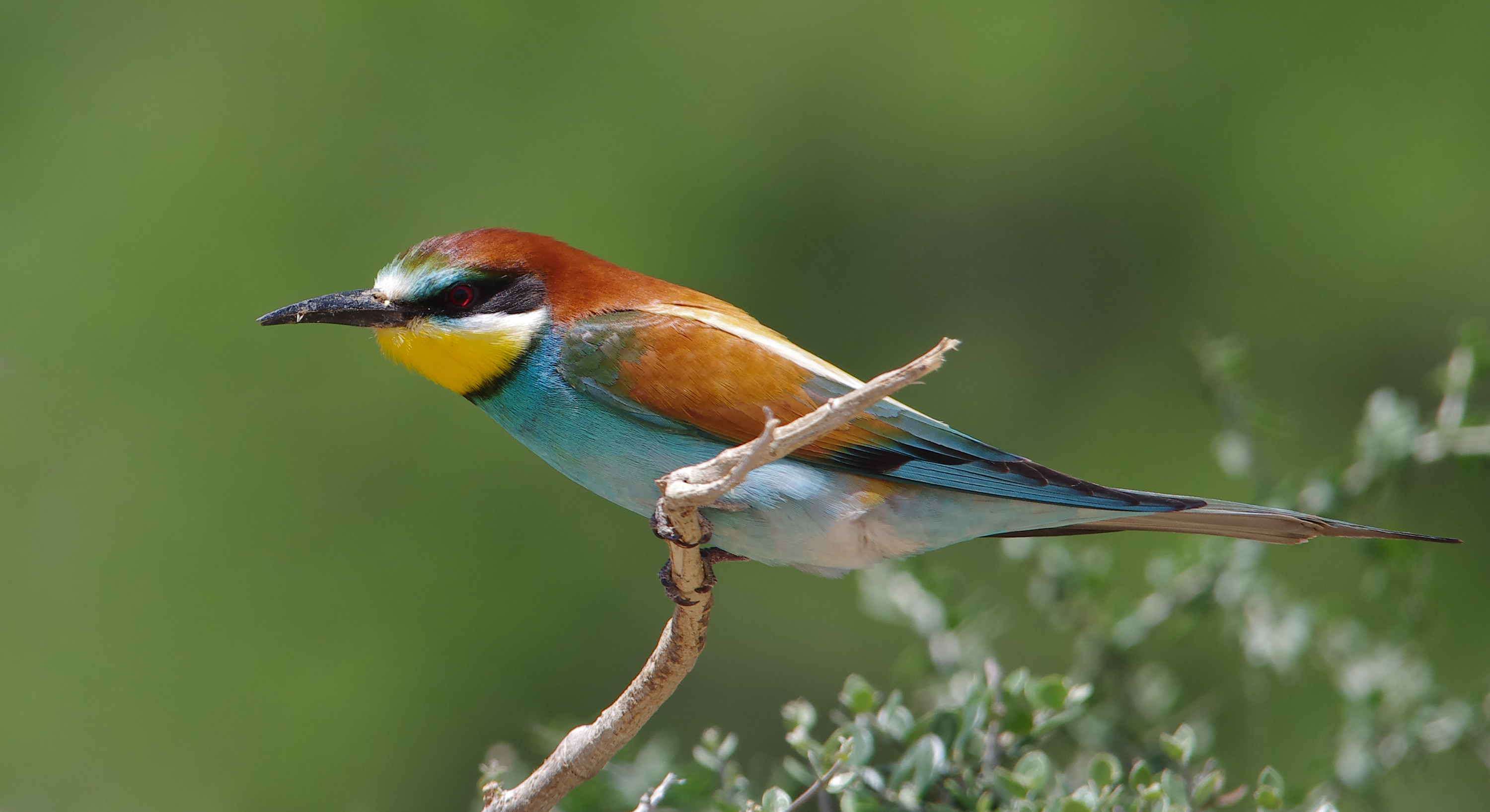 Golden Bee-eater svg #6, Download drawings