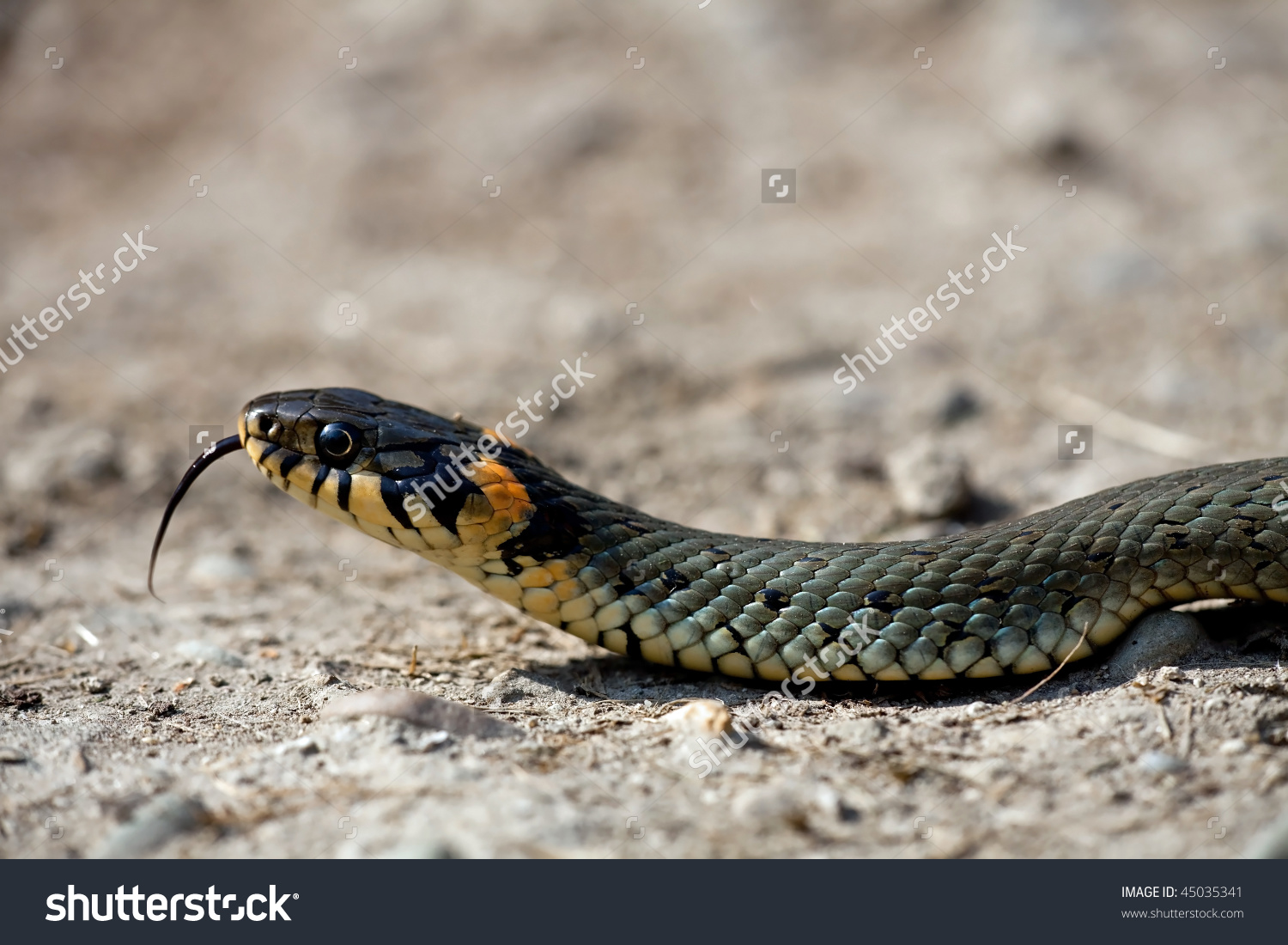 European Grass Snake clipart #14, Download drawings