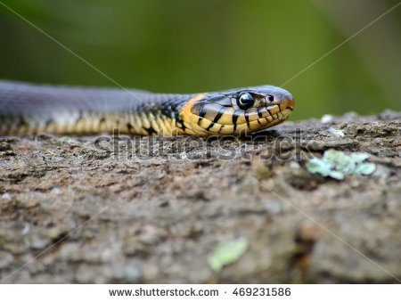 European Grass Snake clipart #11, Download drawings