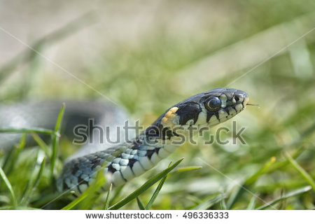 European Grass Snake clipart #9, Download drawings