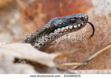 European Grass Snake clipart #3, Download drawings