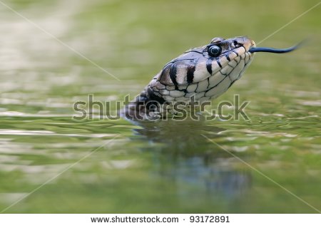 European Grass Snake clipart #5, Download drawings