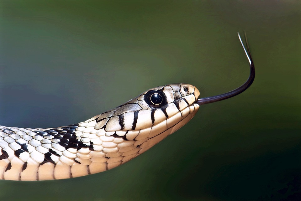 European Grass Snake coloring #4, Download drawings