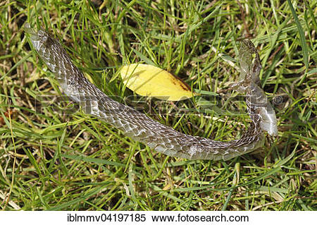 European Grass Snake clipart #20, Download drawings