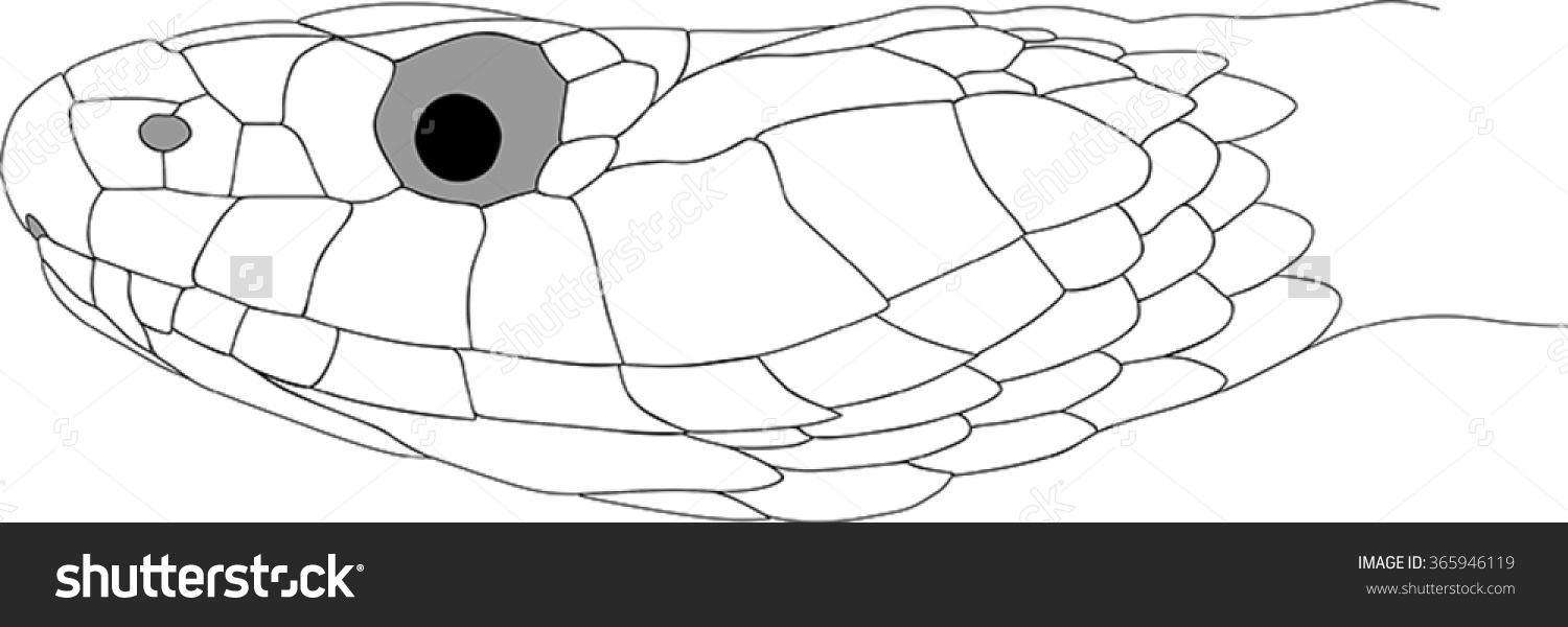 European Grass Snake coloring #7, Download drawings