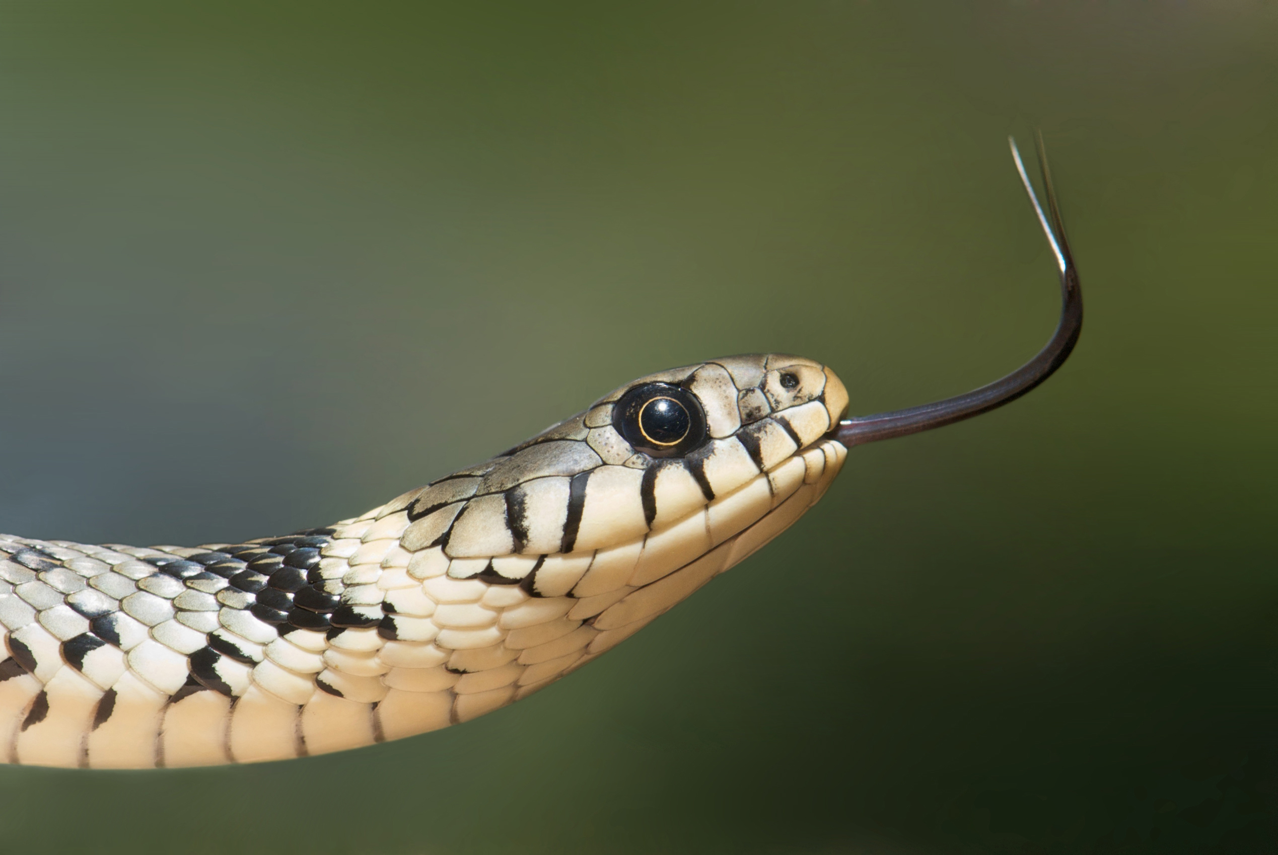 European Grass Snake svg #17, Download drawings