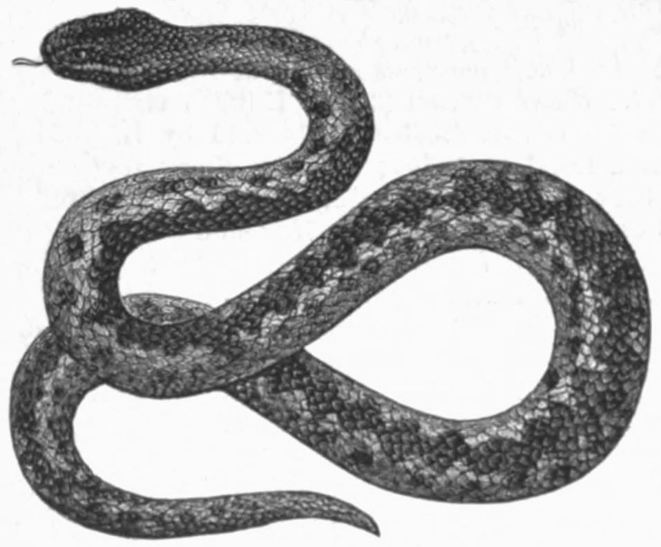 European Grass Snake svg #9, Download drawings