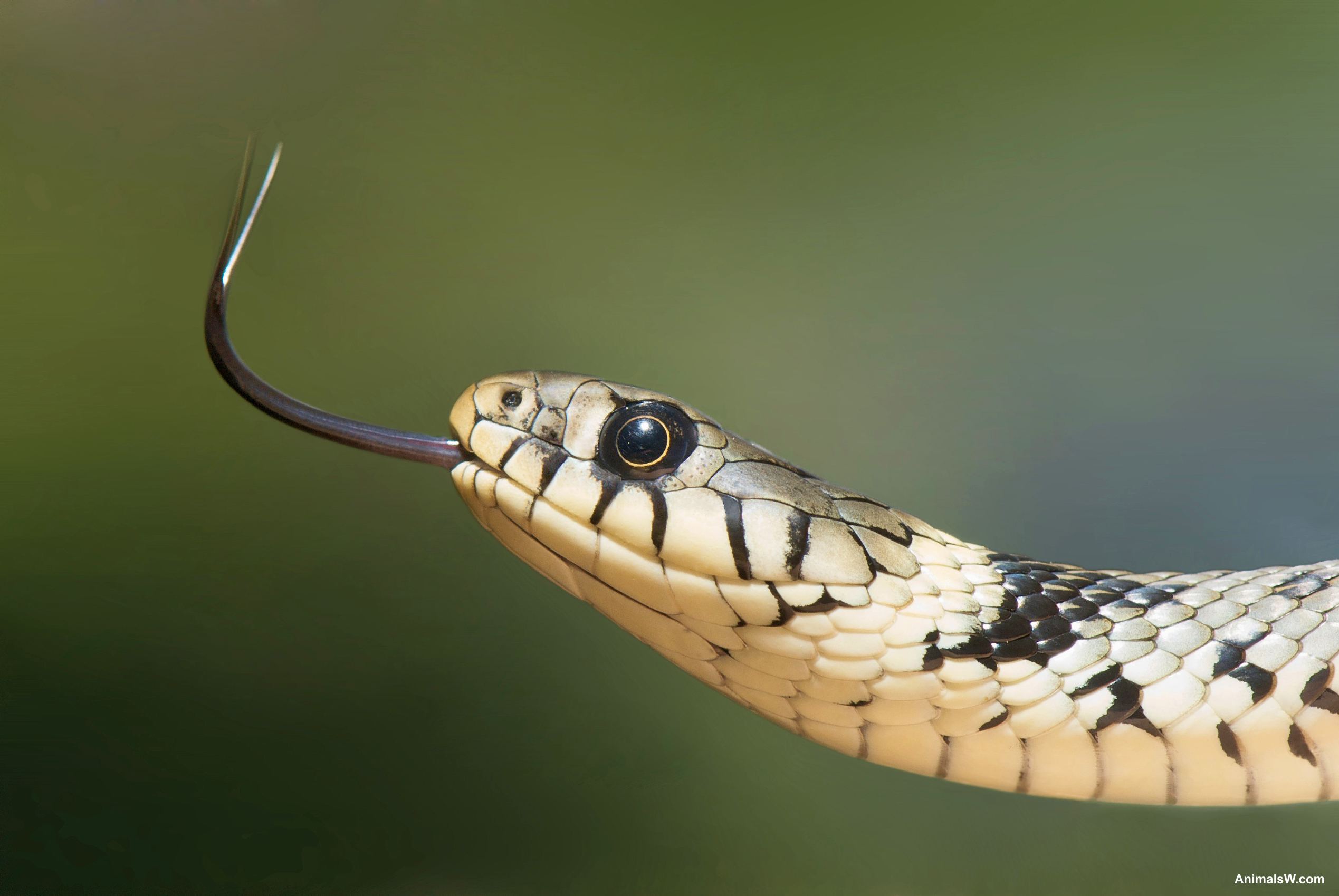European Grass Snake svg #15, Download drawings