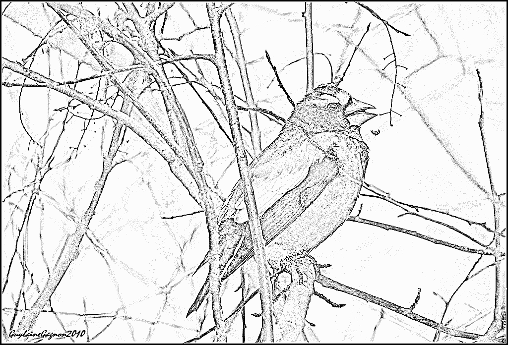 Evening Grosbeak coloring #2, Download drawings