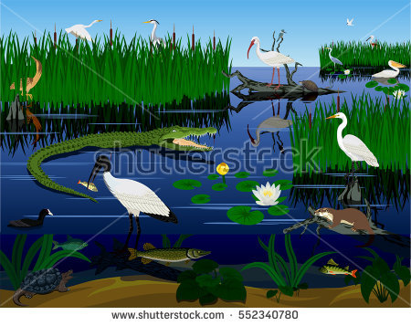 Everglades clipart #6, Download drawings