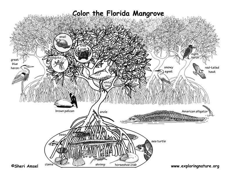 Everglades coloring #4, Download drawings