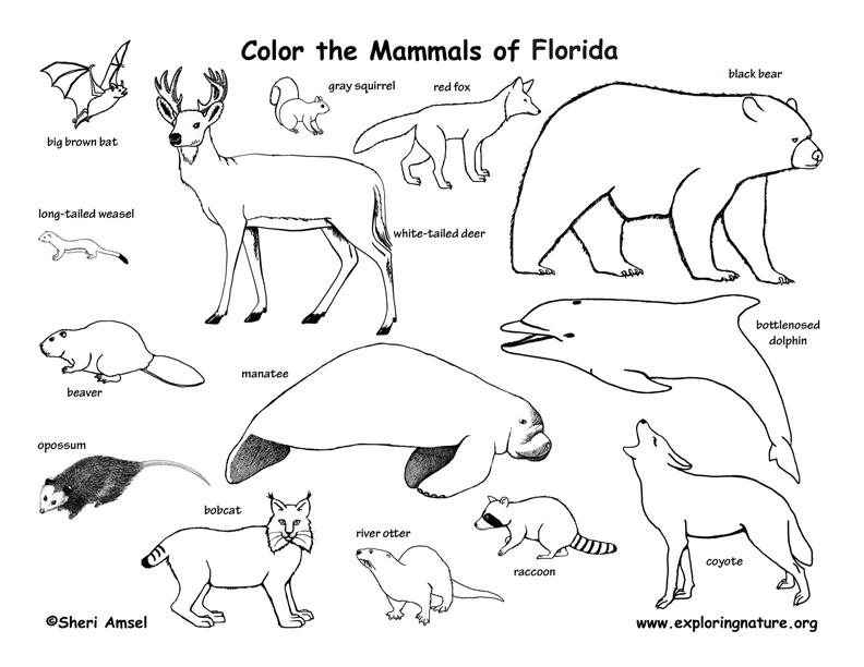Everglades coloring #11, Download drawings