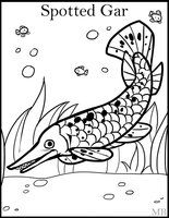 Everglades coloring #6, Download drawings