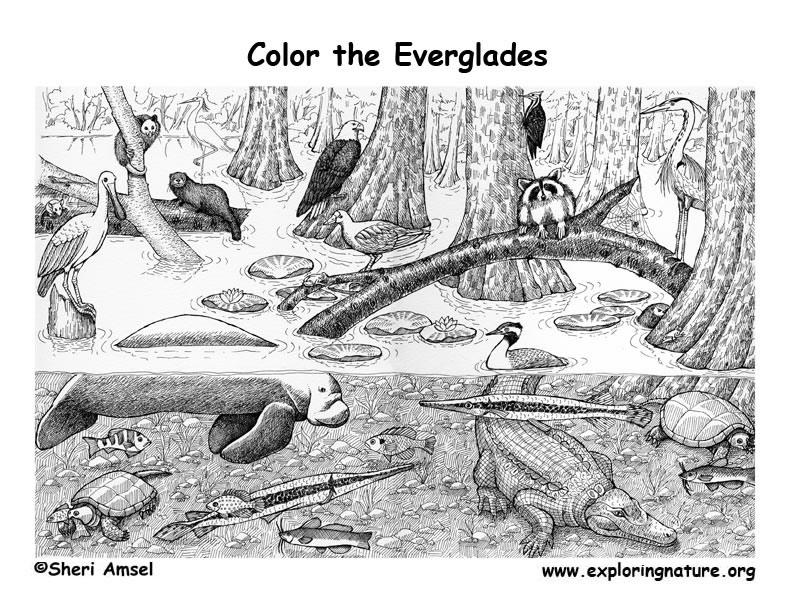 Everglades coloring #19, Download drawings