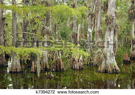 Everglades National Park clipart #8, Download drawings
