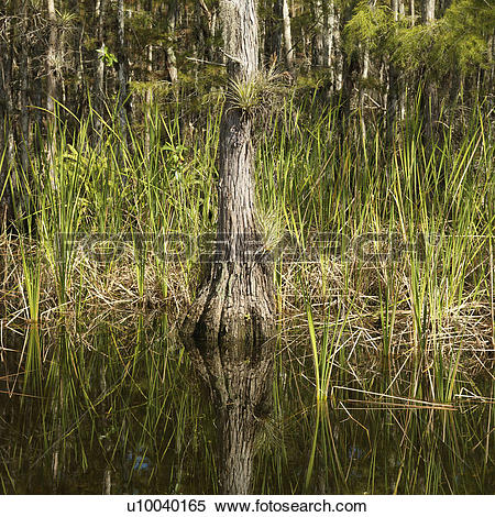 Everglades National Park clipart #18, Download drawings