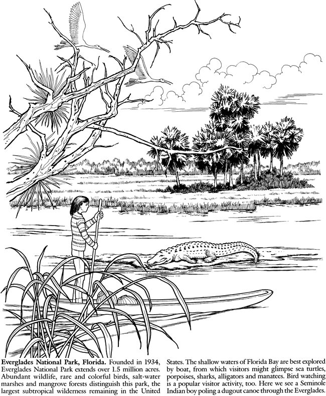 Everglades coloring #13, Download drawings