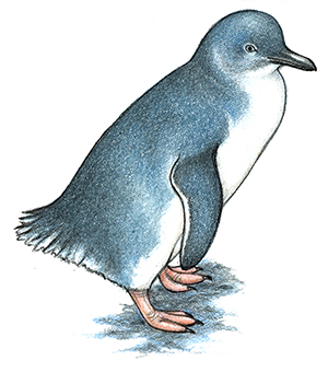 Fairy Penguin clipart #15, Download drawings