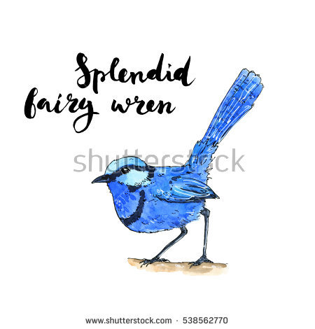 Fairy-wren clipart #5, Download drawings