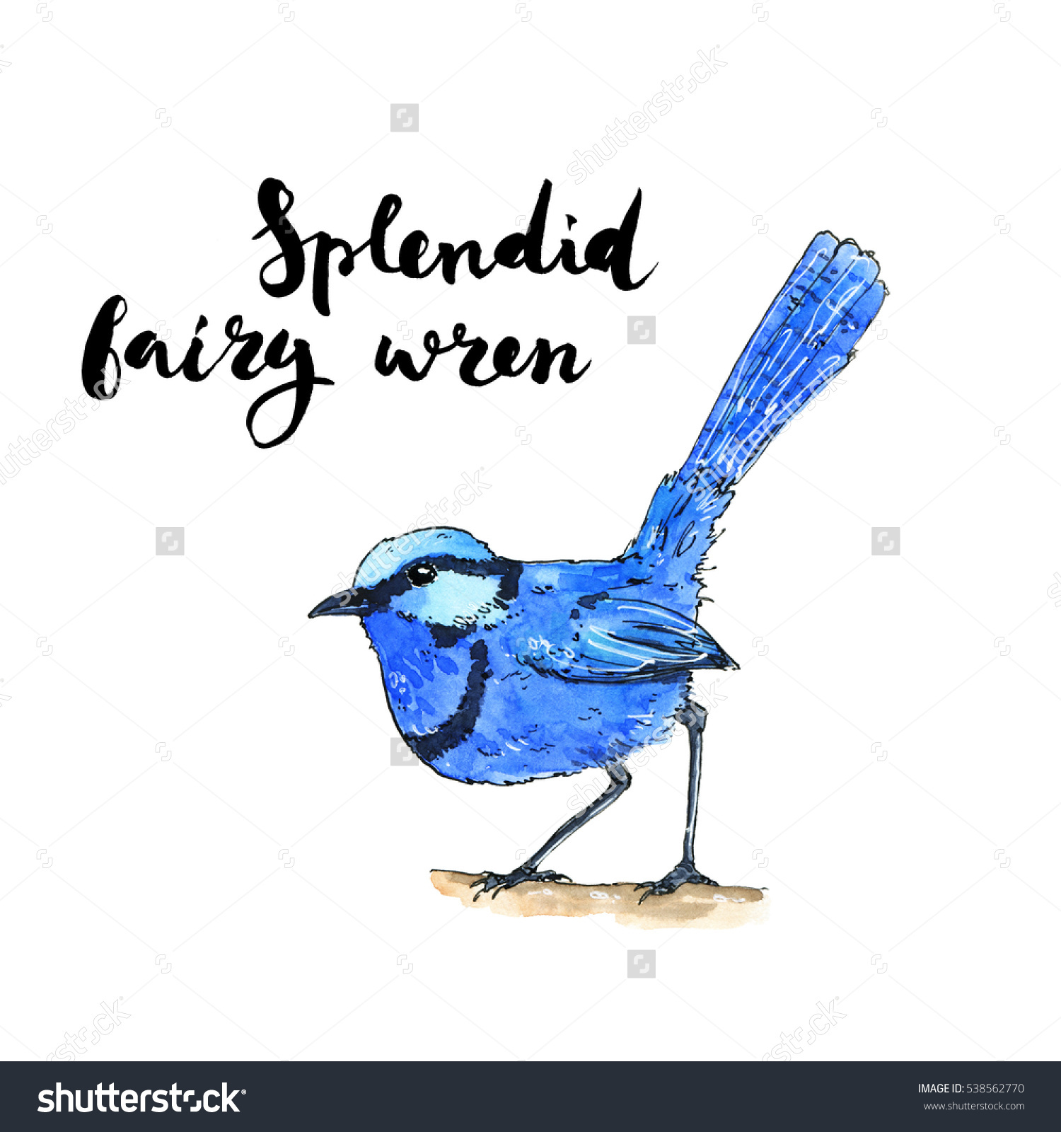 Fairy-wren clipart #18, Download drawings