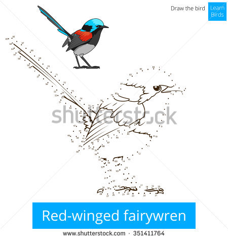 Fairy-wren coloring #10, Download drawings