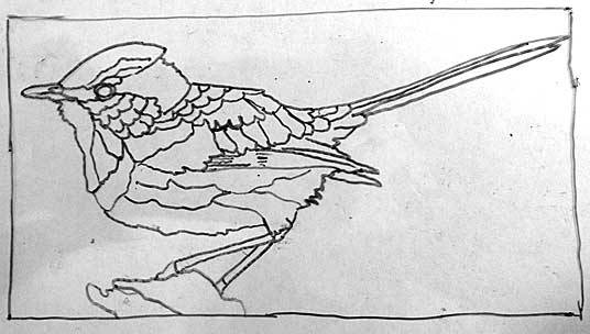 Fairy-wren coloring #8, Download drawings