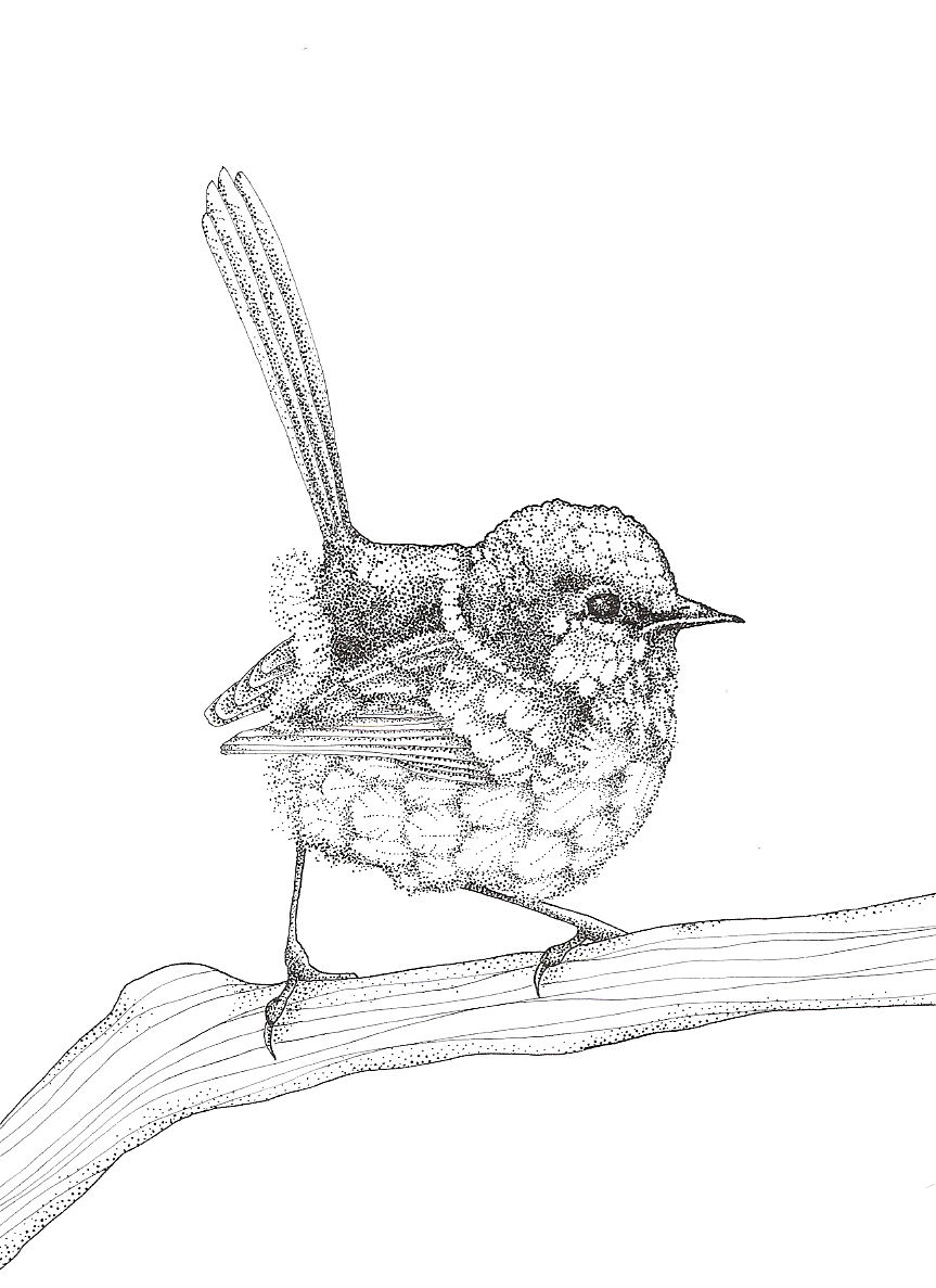 Fairy-wren coloring #4, Download drawings