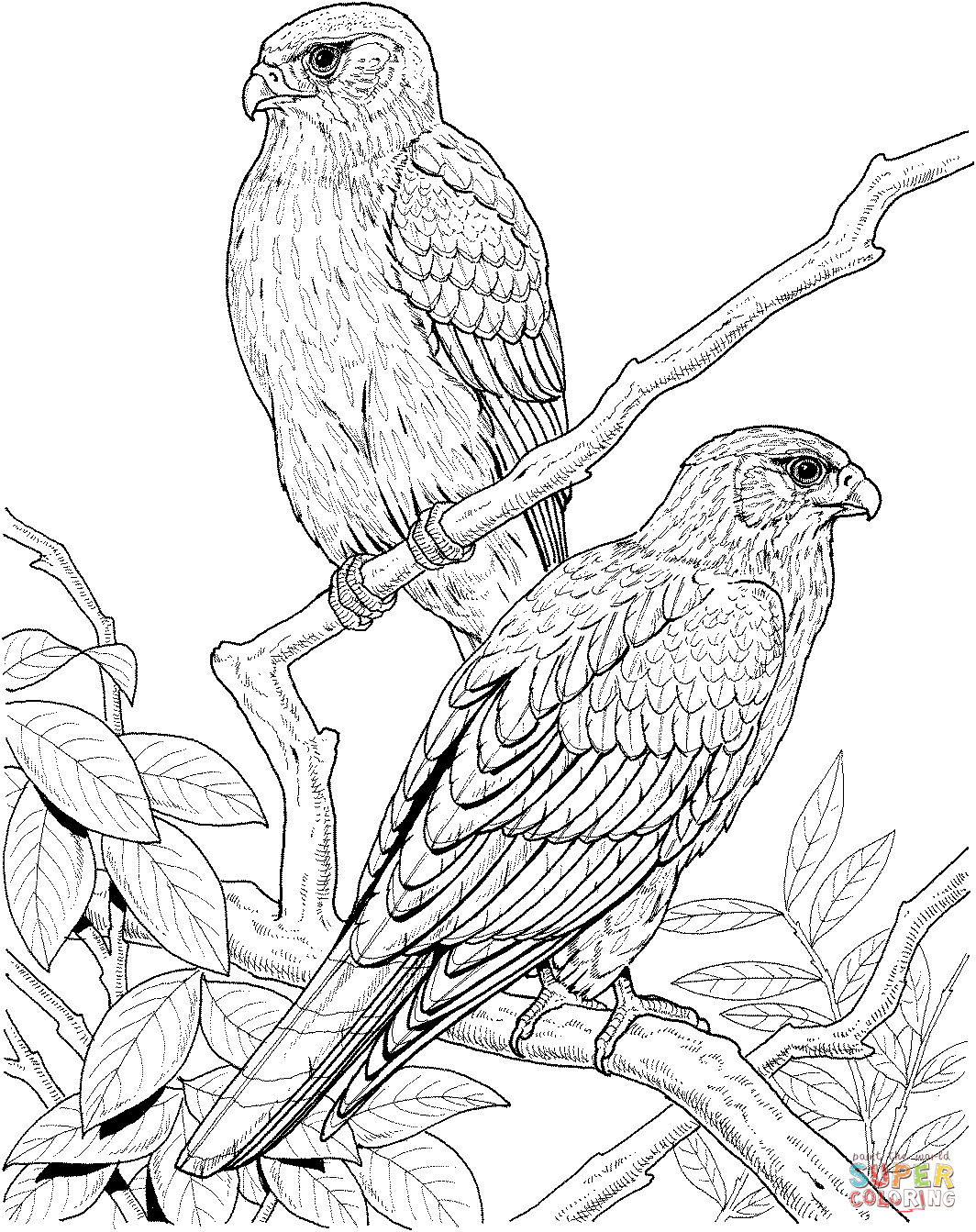 Gyrfalcon coloring #9, Download drawings