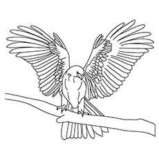 Prairie Falcon coloring #2, Download drawings