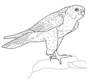 Peregrine Falcon coloring #8, Download drawings