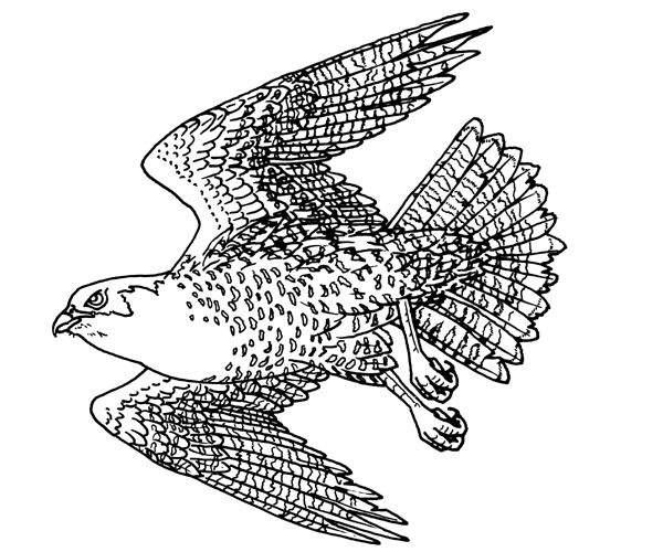 Peregrine Falcon coloring #1, Download drawings