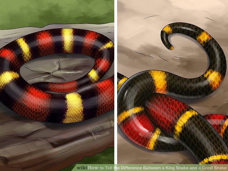False Coral Snake coloring #1, Download drawings