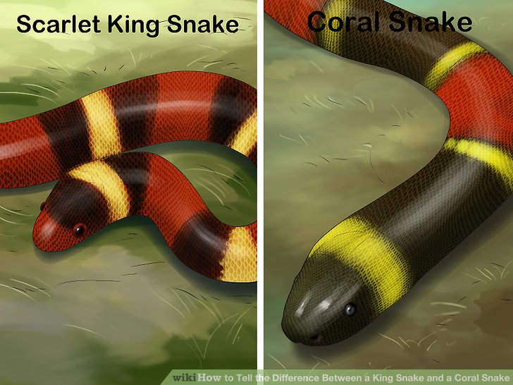 False Coral Snake coloring #8, Download drawings