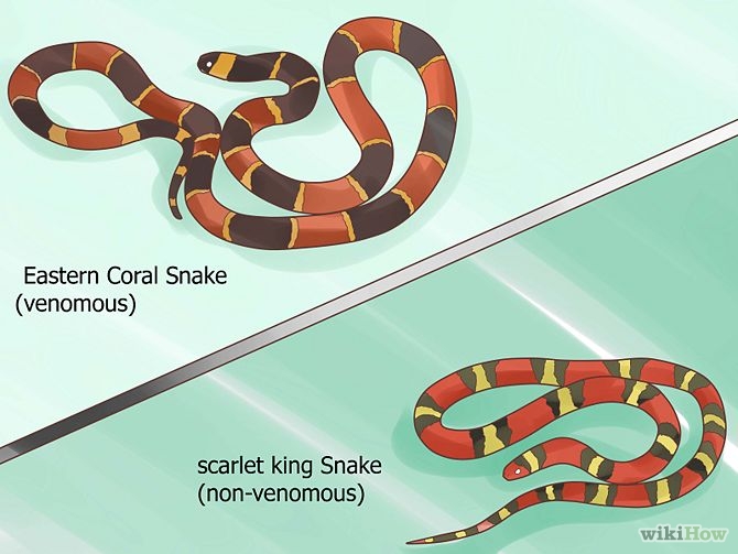 False Coral Snake coloring #9, Download drawings
