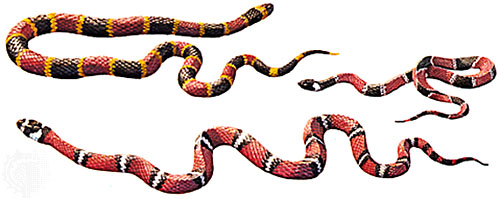 False Coral Snake svg #10, Download drawings