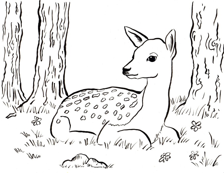 Fawn coloring #6, Download drawings