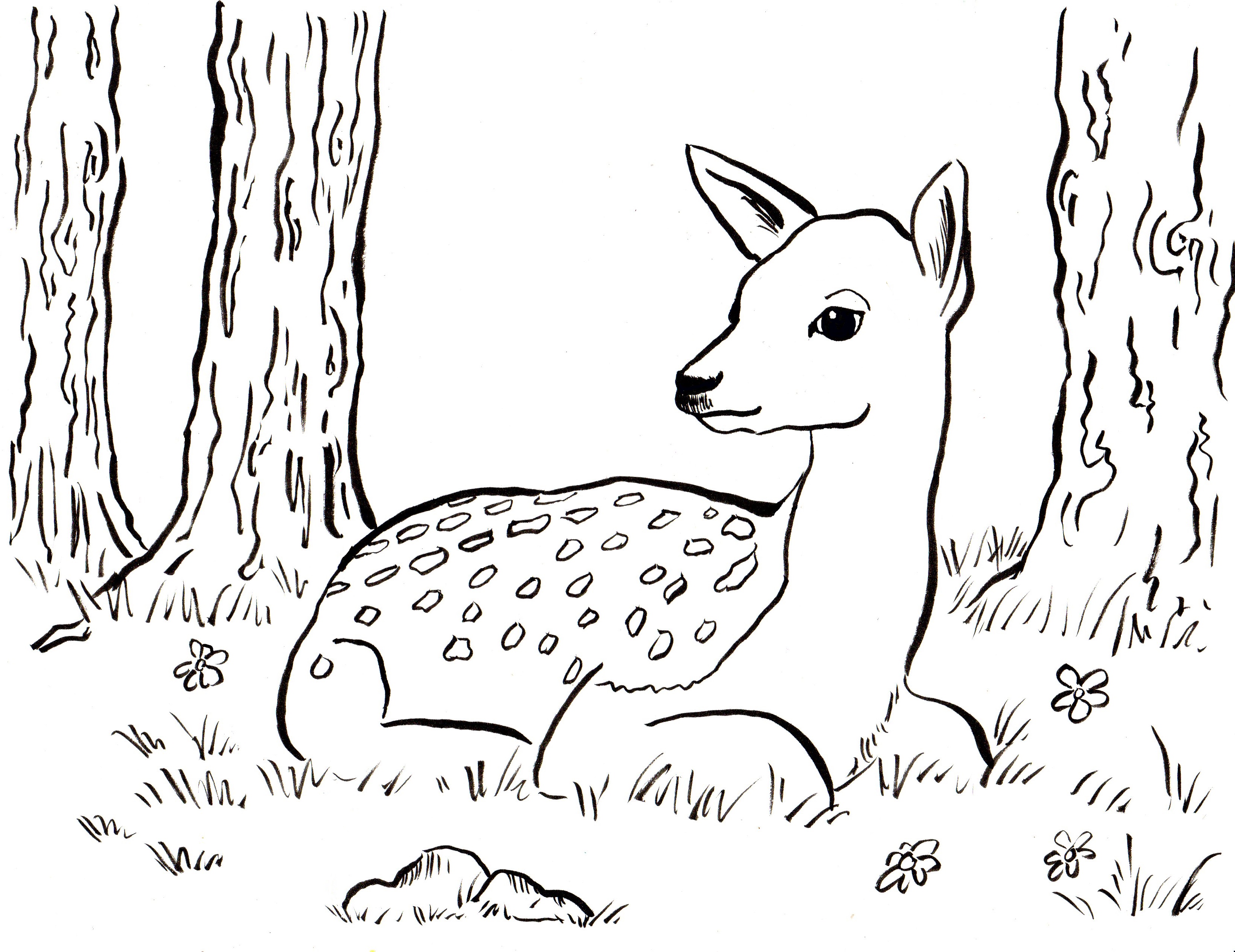 Fawn coloring #3, Download drawings