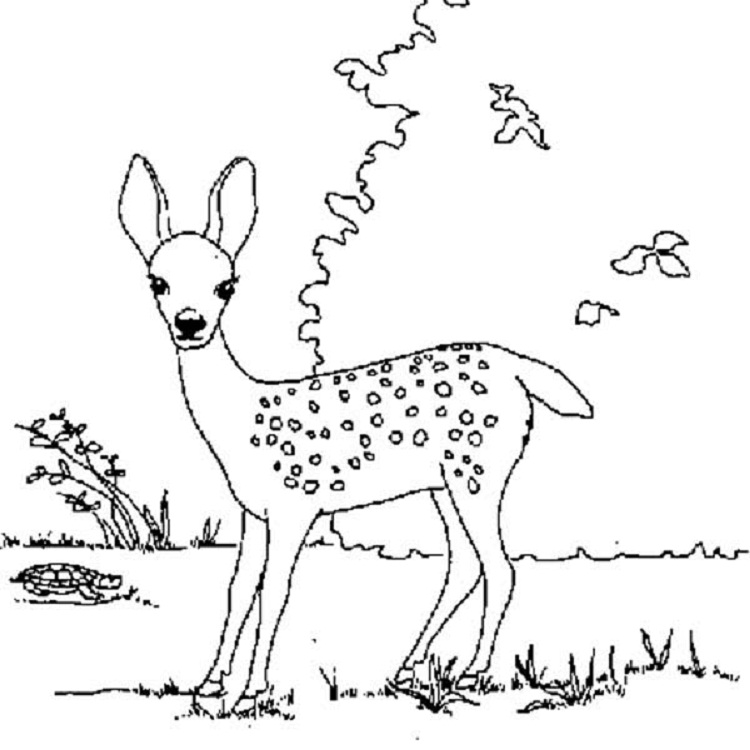 Fawn coloring #4, Download drawings
