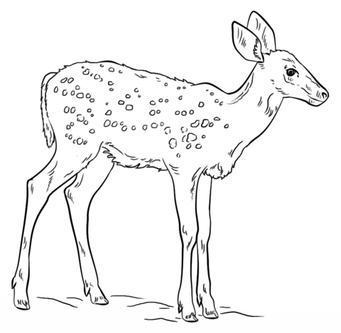 Fawn coloring #13, Download drawings