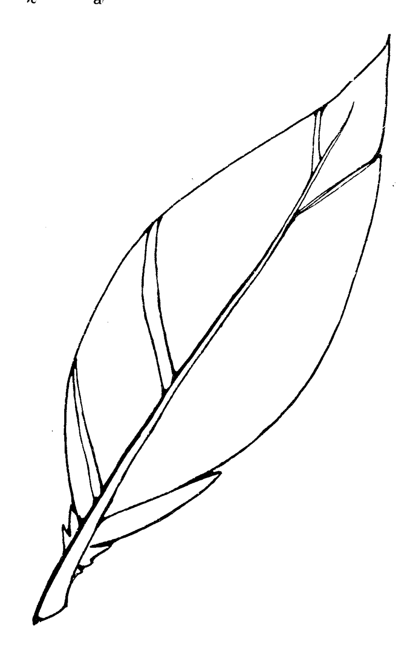 Feather coloring #6, Download drawings