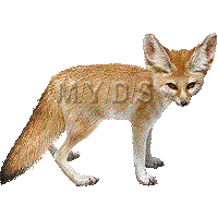 Fennec Fox clipart #13, Download drawings