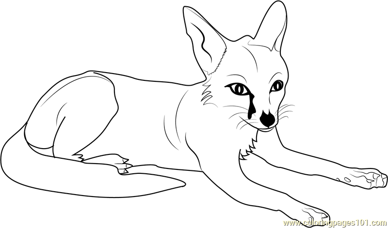 Fennec Fox coloring #14, Download drawings