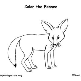 Fennec Fox coloring #15, Download drawings