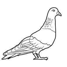 Pigeon coloring #16, Download drawings
