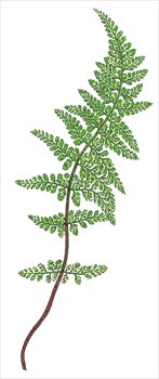 Fern clipart #4, Download drawings