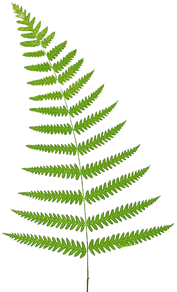 Fern clipart #12, Download drawings